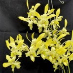 Dendrobium Canary Gold Twisted